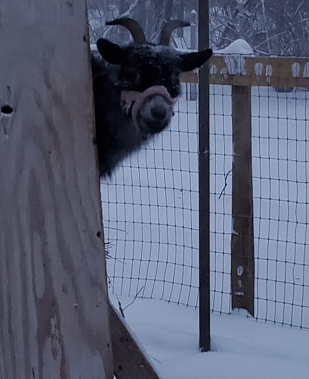 Goat checking out the snow.